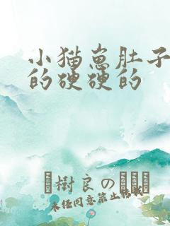 小猫崽肚子鼓鼓的硬硬的