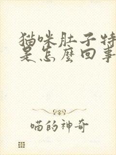 猫咪肚子特别硬是怎么回事