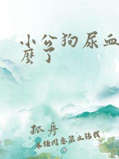 小公狗尿血是怎么了