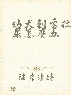 幼犬到处拉屎拉尿怎么办