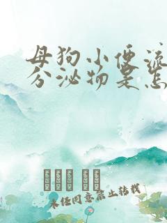 母狗小便流白色分泌物是怎么回事