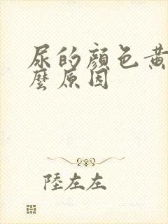 尿的颜色黄是什么原因