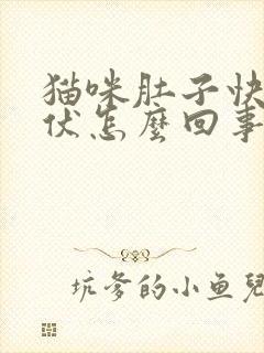 猫咪肚子快速起伏怎么回事