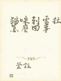 猫咪到处拉尿是怎么回事