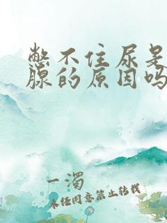 憋不住尿是前列腺的原因吗