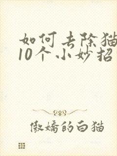 如何去除猫尿味10个小妙招轻松去除味道