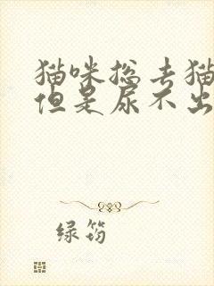 猫咪总去猫砂盆但是尿不出来