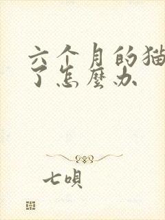 六个月的猫尿闭了怎么办