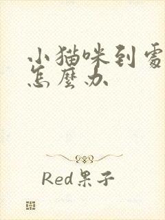 小猫咪到处乱尿怎么办