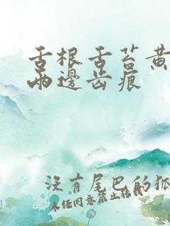 舌根舌苔黄腻 两边齿痕