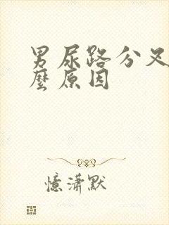 男尿路分叉是什么原因