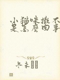 小猫咪撒不出尿是怎么回事