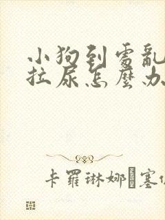 小狗到处乱拉屎拉尿怎么办