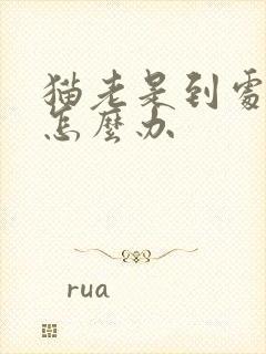 猫老是到处乱尿怎么办