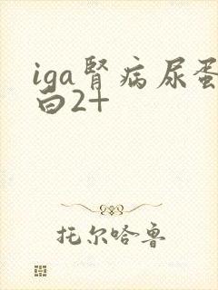 iga肾病尿蛋白2+