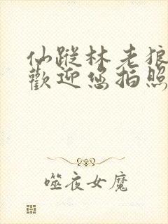 仙踪林老狼网站欢迎您拍照