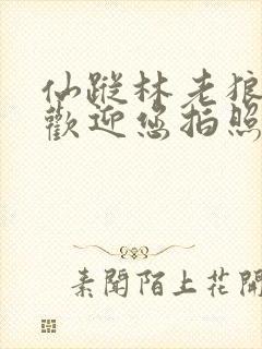 仙踪林老狼网站欢迎您拍照