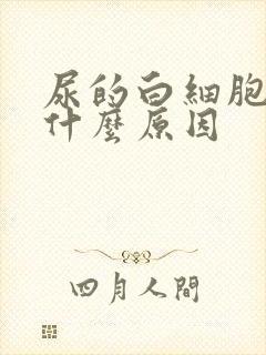 尿的白细胞高是什么原因