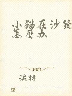 小猫在沙发上尿怎么办