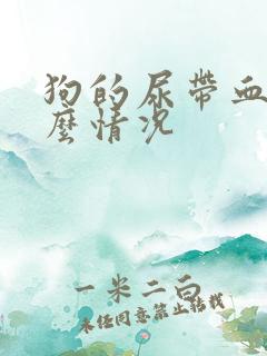 狗的尿带血是什么情况