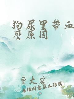 狗尿里带血是什么原因