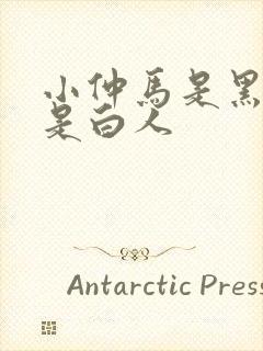 小仲马是黑人还是白人