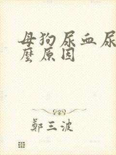 母狗尿血尿是什么原因