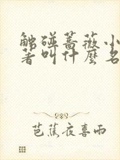 触碰蔷薇小说原著叫什么名字