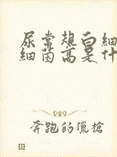 尿常规白细胞和细菌高是什么原因