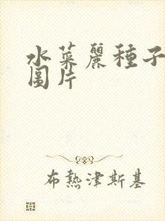 水菜丽种子全集图片