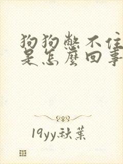 狗狗憋不住尿了是怎么回事