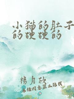 小猫的肚子鼓鼓的硬硬的