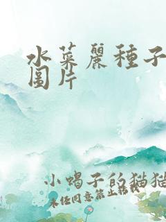 水菜丽种子全集图片