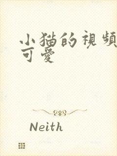 小猫的视频萌宠可爱