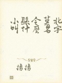 小县令莫北小说叫什么名字