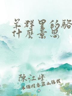 羊群里的骆驼是什么意思