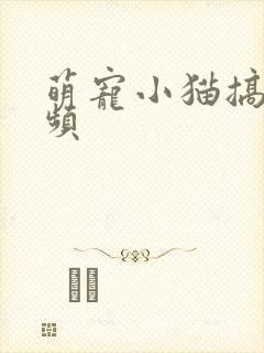 萌宠小猫搞笑视频