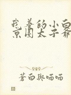 我养的小白脸是京圈太子爷短剧全集