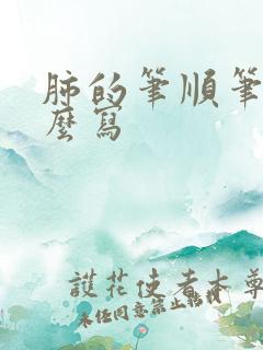 肺的笔顺笔画怎么写