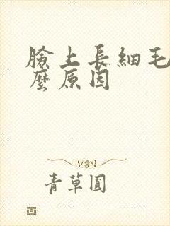 脸上长细毛是什么原因