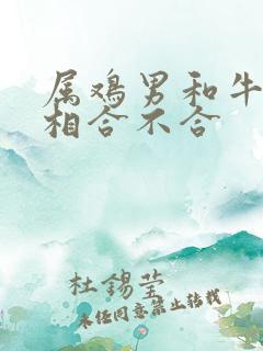 属鸡男和牛女属相合不合