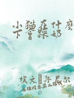 小猫在什么情况下会踩奶