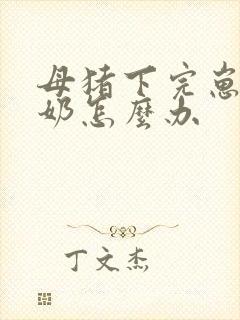 母猪下完崽没有奶怎么办