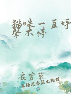 猫咪一直呼噜噜声不停