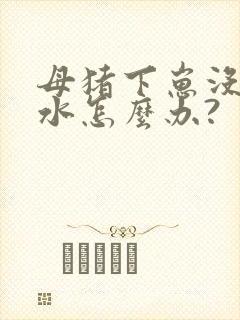 母猪下崽没有奶水怎么办?