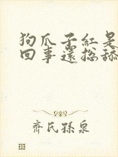 狗爪子红是怎么回事还总舔