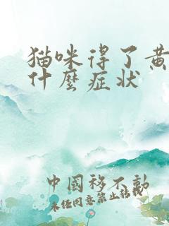 猫咪得了黄疸是什么症状