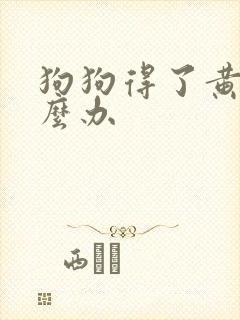 狗狗得了黄疸怎么办