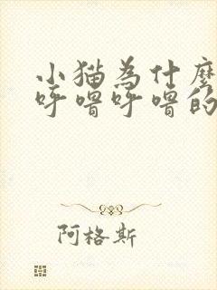 小猫为什么发出呼噜呼噜的声音