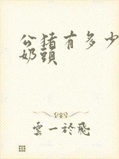 公猪有多少个小奶头